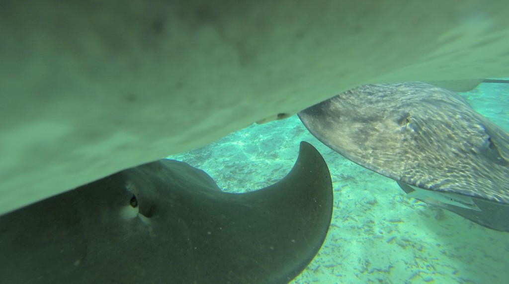 Three stingrays trying to get to me