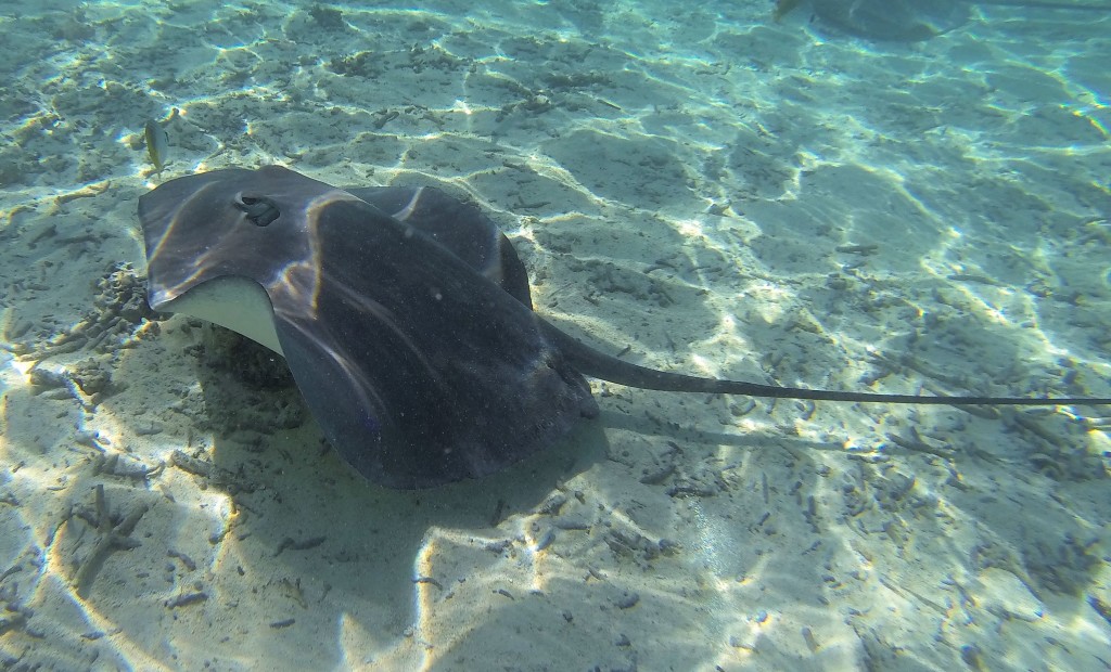 Stingray