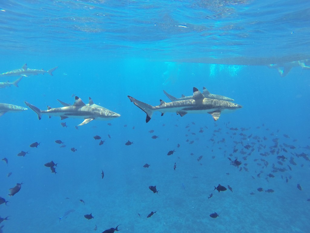 Black tip reefs sharks