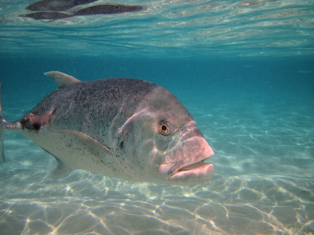 Giant Trevally in Aitutaki lagoon.