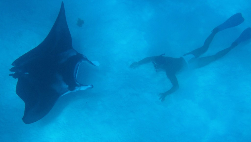 Manta ray in the Bora Bora lagoon