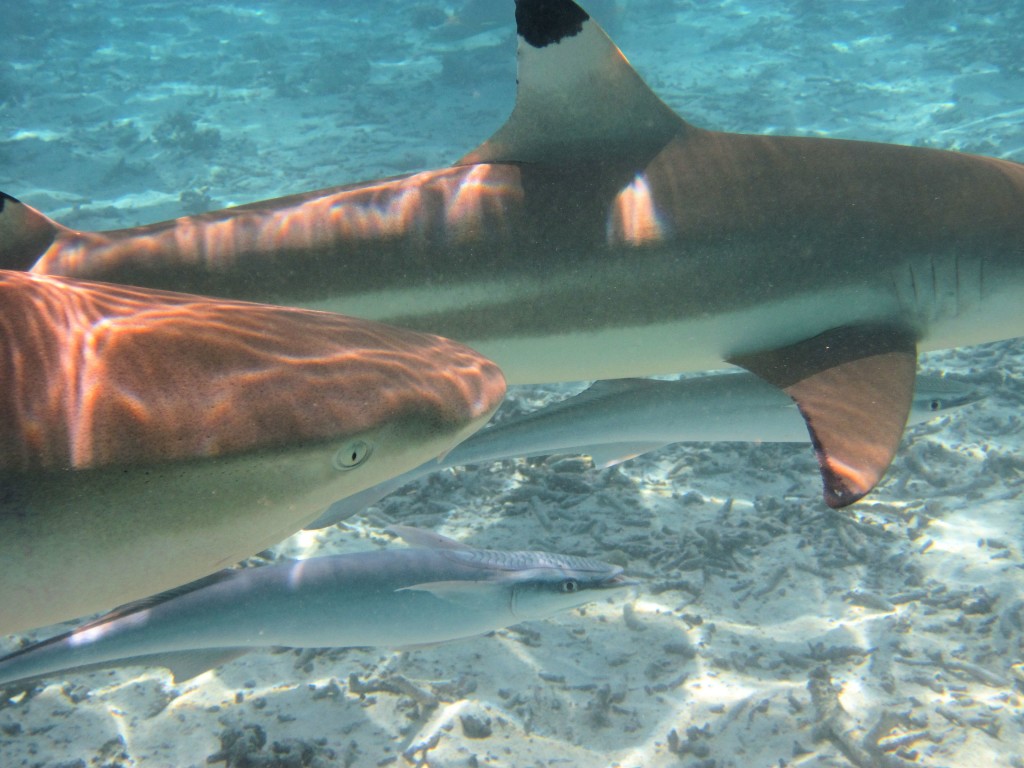 Sharks swimming close to me