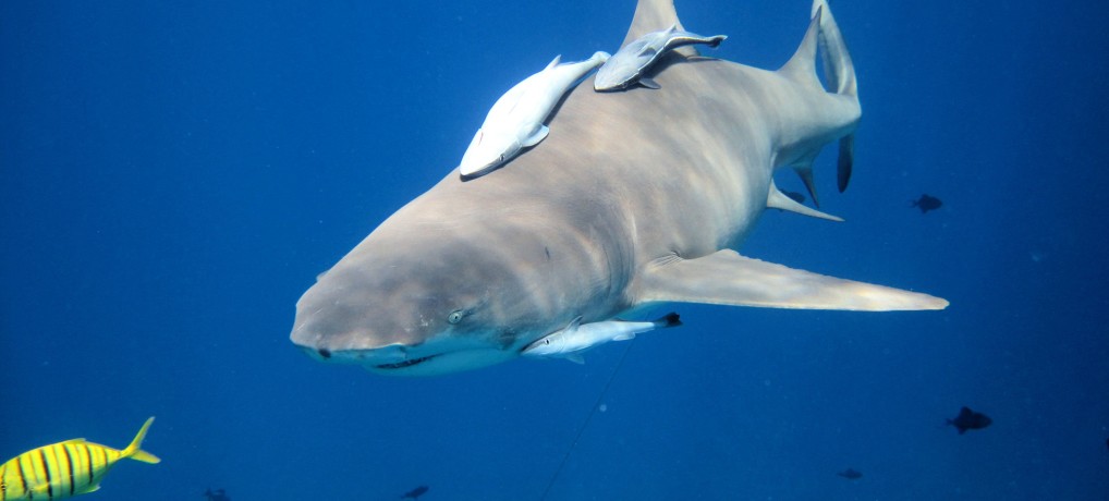 Swimming with Sharks