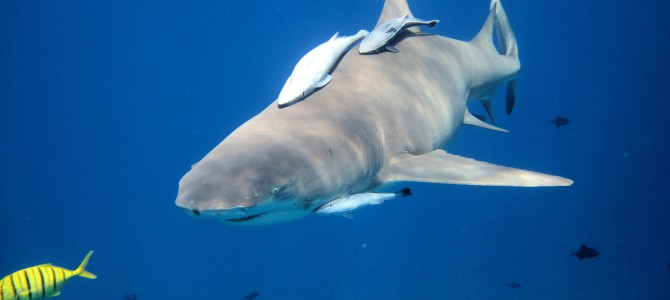 Swimming with Sharks