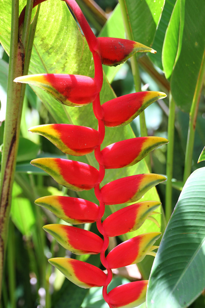 Flowers of the Cook Islands – Travels with Peter & Kerry