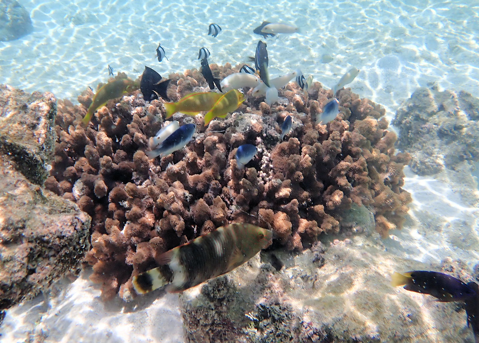 Fish in Rarotonga’s Lagoon